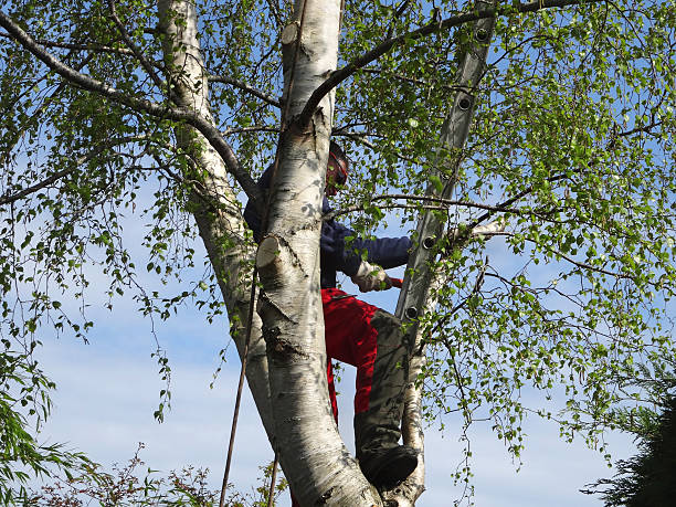 How Our Tree Care Process Works  in  Redwater, TX